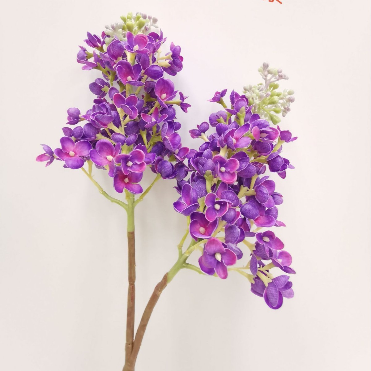 Viola scuro