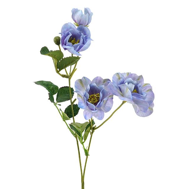 Lavanda