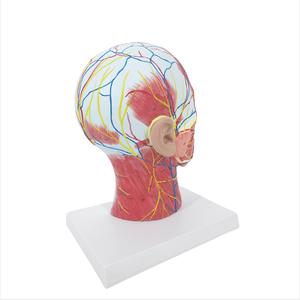 ADA a Model of <strong>Nerve</strong> with Blood Vessels Attached to the Midsagittal Section of the Head and Model of Head, Face, Neck Anatomy - Product Image 6