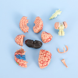 Modello di cervello assemblato modello anatomico rimovibile di strutture cerebrali 4D - Product Image 2