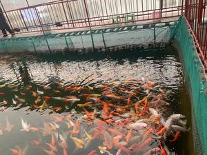 Red de nailon trenzado de 3 hebras a buen precio de fábrica de China para cría de peces, Red de valla a prueba de pájaros, red de carga