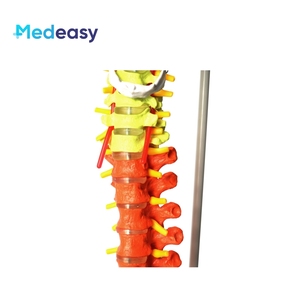 ขนาดชีวิตมนุษย์Vertebral Columnรุ่นPelvis,พลาสติกสีกระดูกสันหลังAnatomicรุ่น - Product Image 6