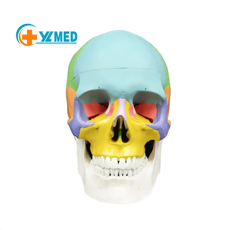 Calavera de color científica y educativa, modelo 1 a 1, Esqueleto, cavidad oral, esqueleto humano, anatomía, desmontable