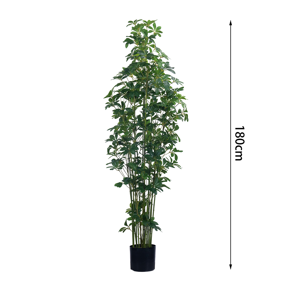 Árbol Schefflera de 180 cm (6 pies) - Modelo F