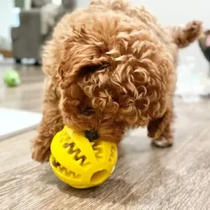 مجموعة ألعاب مضغ الحيوان الأليف الذكية ألعاب مضغ الكلب التفاعلية الصاخبة كرة مضغ الكلب للكلاب مضغاء عدوانية