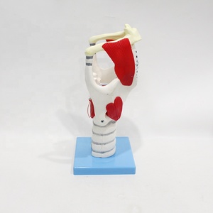 Human Medical Functional Enlarged Anatomical <strong>Larynx</strong> Model for Teaching - Product Image 2