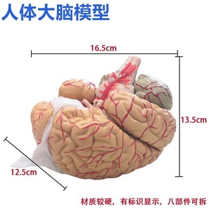 人間の解剖学医療用脳モデル脳の動体と神経モデル