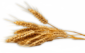 Suplemen nutrisi bubuk organik pembesaran prostat penghambat kualitas hebat untuk grosir - Product Image 6