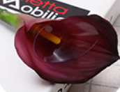 Pourpre