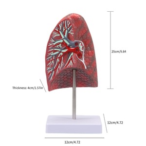 Tıbbi bilim için Normal insan akciğer anatomisi iç organlar sağlık akciğer modeli için Model beyin - Product Image 5