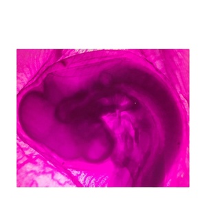 Diapositivas de microscopio de embrión de pollo de enseñanza biológica Diapositivas preparadas de embrión de pollo fresco y transparente para uso educativo - Product Image 1