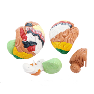 三维医学教学模型人体解剖脑模型展示 - Product Image 3