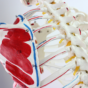 Laboratuvar öğretim modelleri 170cm insan Muscula İskelet modelleri Ligament ile PVC - Product Image 4