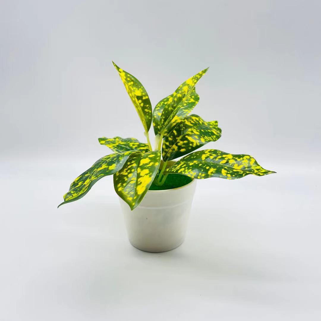Plante en pot à feuilles tachetées de jaune