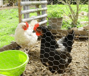 3/4&quot; 1&quot; 1/2&quot; 2&quot; Electro Galvanized /rabbit <strong>Netting</strong>/<strong>hexagonal</strong> <strong>Mesh</strong>/chicken <strong>Wire</strong> - Product Image 5