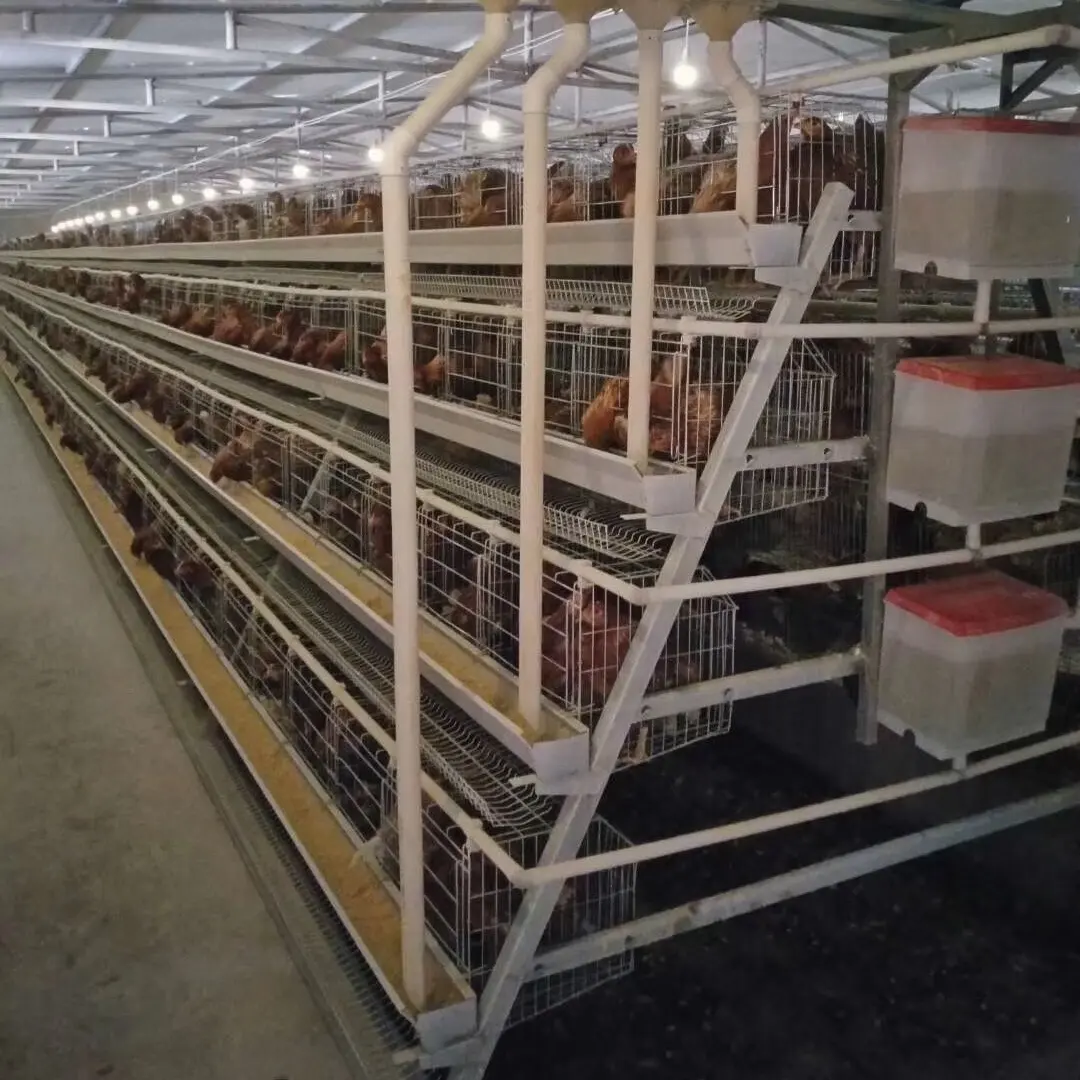 Système de cage à étages pour poulets à vendre Cage à étages pour poulets à vendre Cage à volailles pour poulets