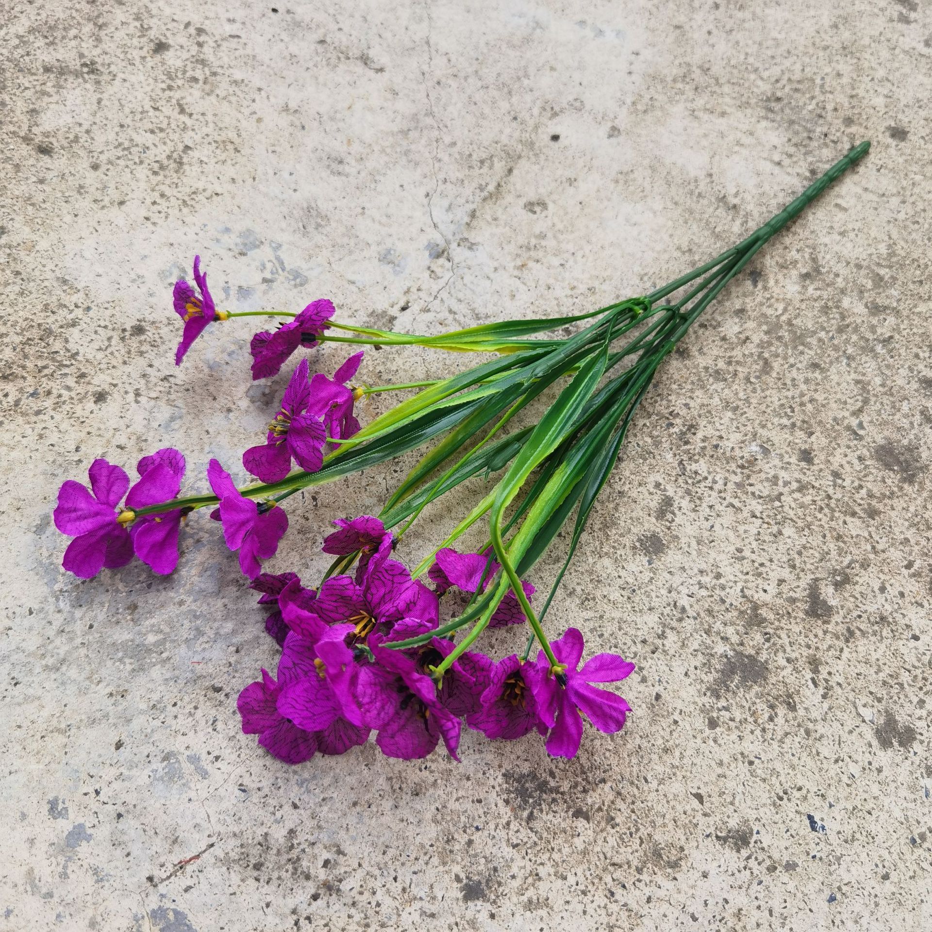 Viola