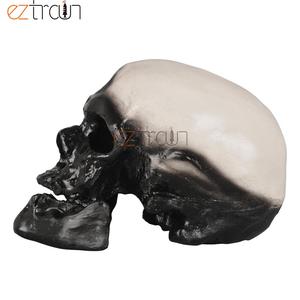 GelsonLab <strong>Human</strong> Skull Model of 8 Kinds Apeman - Product Image 4