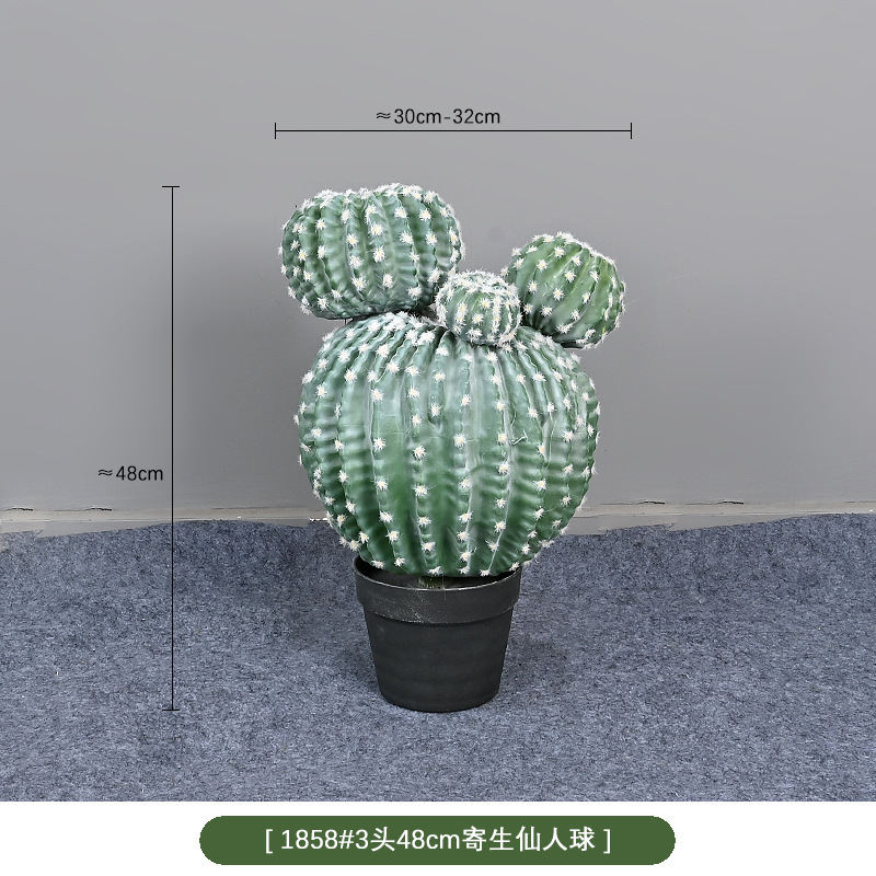 1858 #48cm tres cactus parásitos