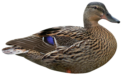 Mallard 43x26cm Upright Hen