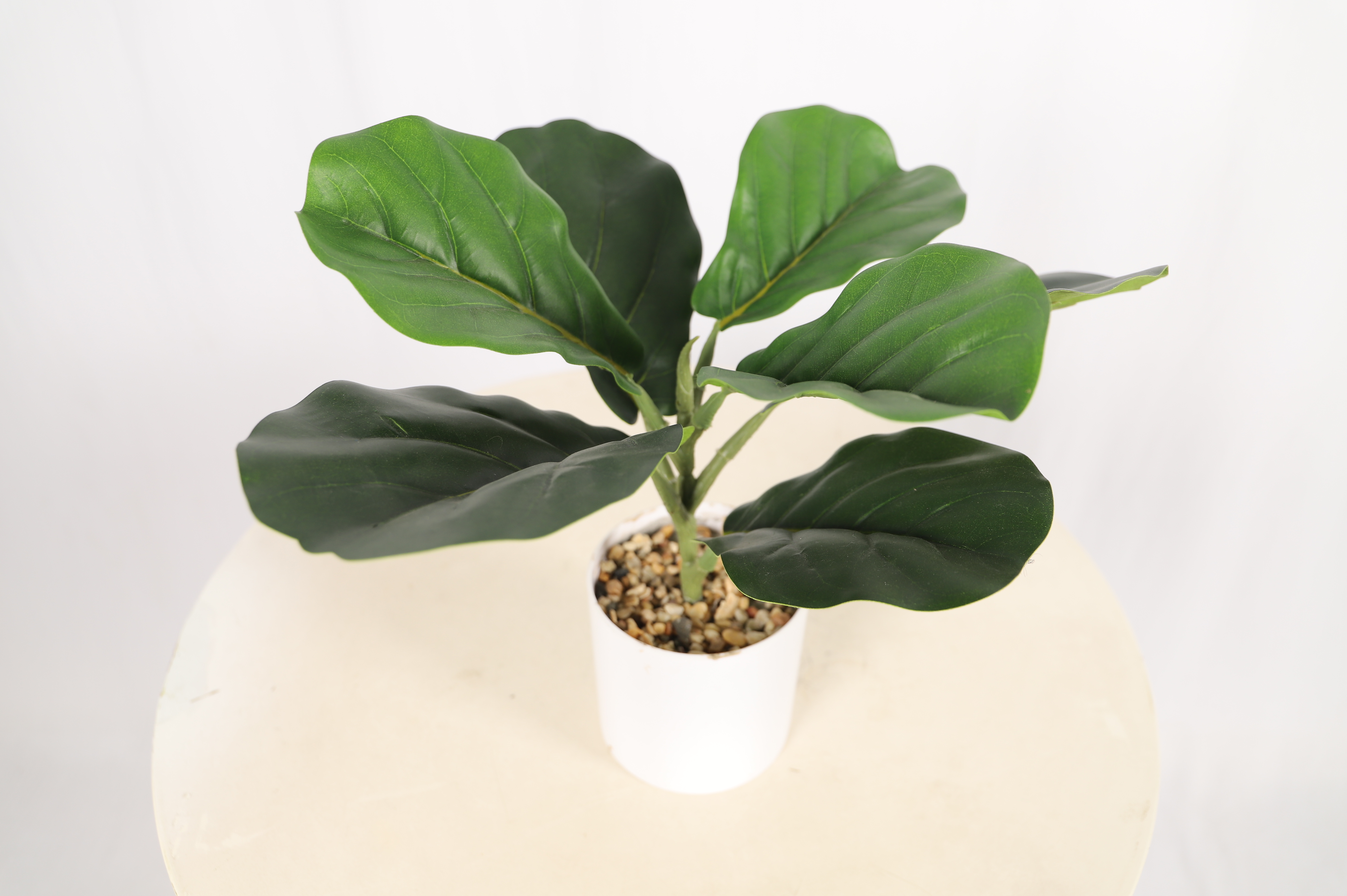 Ficus de hoja de violín