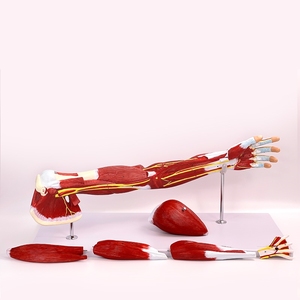 Anatomy of Upper Limb Arm Muscles Lower Limb Leg Limb Muscles Vascular <strong>Nerve</strong> Model - Product Image 3