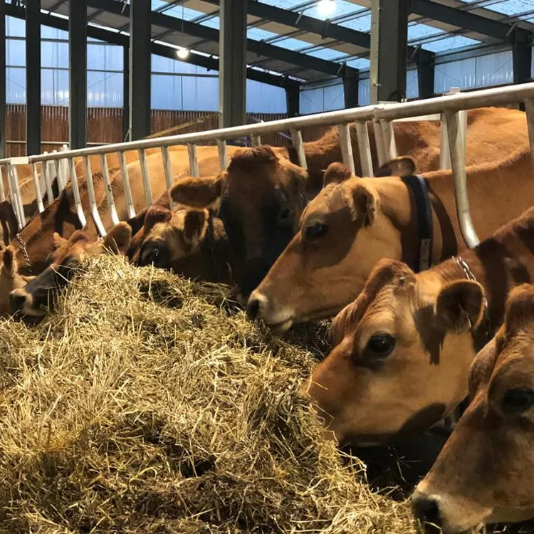 A basso Costo E Veloce Montaggio Prefabbricati Struttura in Acciaio mucca capannone in canada