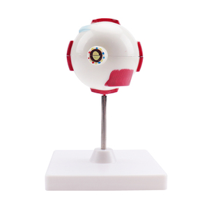 <strong>Human</strong> Eye Structure Model Medical Science Education Anatomical 3X <strong>Human</strong> Eye Model - Product Image 3
