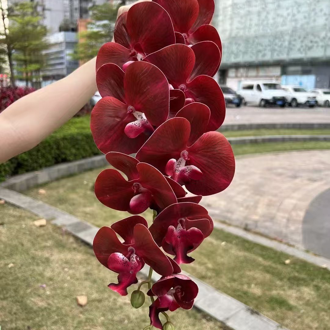 Orchidée papillon vrai rouge