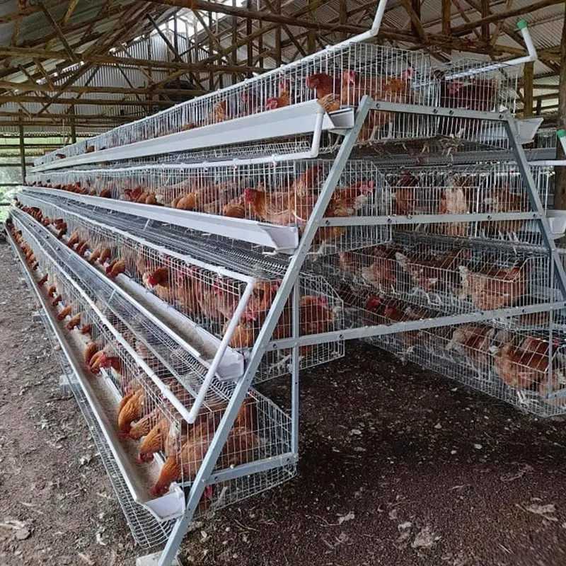 Un tipo di strato di galline di tipo H gabbia di galline di pollame allevamento pulcini di griglia attrezzature automatiche di progettazione pollaio