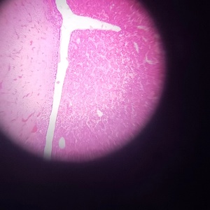 Sinh viên kính hiển vi chuẩn bị Slide mô học trượt cho học tập động vật mô học hypophysis của lợn sec kính hiển vi trượt - Product Image 2