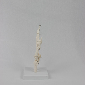 2025 New KRC Production PVC Hand Skeleton Model Teaching Anatomical Hand Joint Custom Made Artificial Life-Size <strong>Human</strong> Hand Joint - Product Image 4