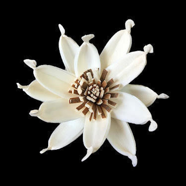 6cm brown-stamened gardenia-s638b06n