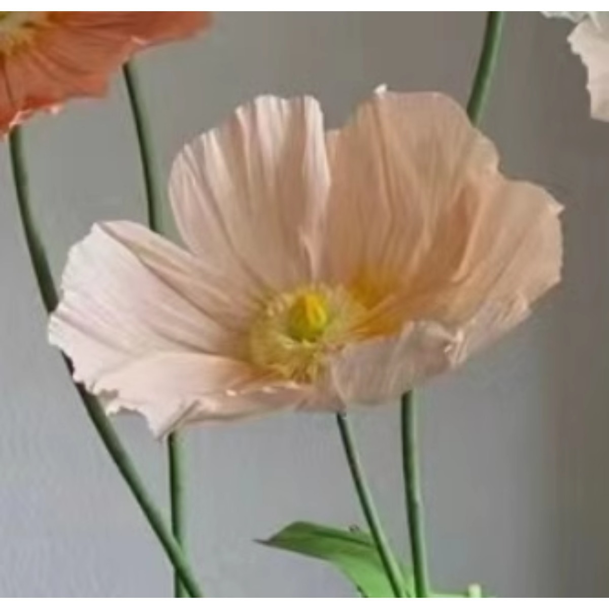 Light champagne color, light flower center without stem