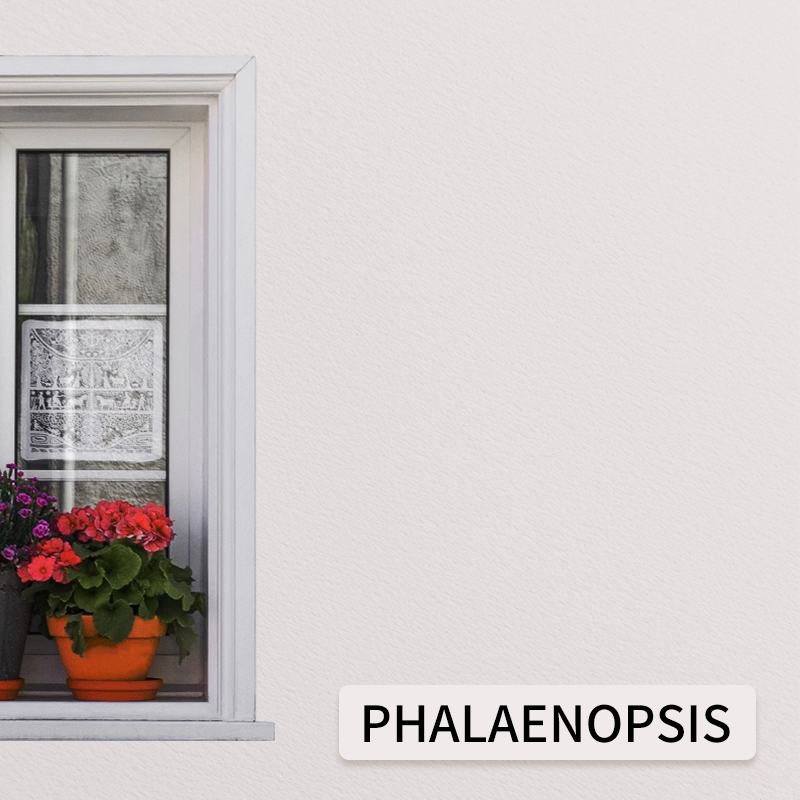 Phalaenopsis