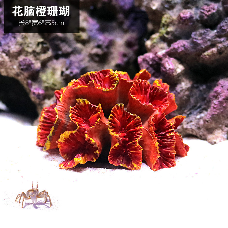 Flower brain orange coral