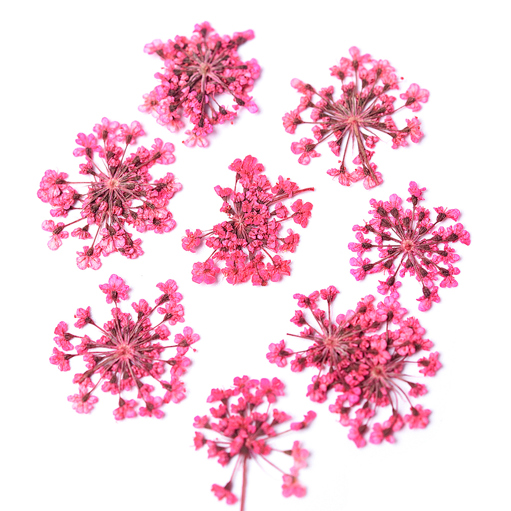 Pink Star Cluster Flowers