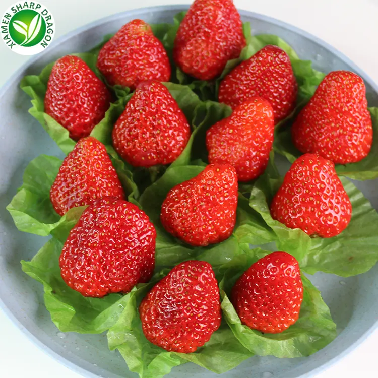 Acheter des fraises biologique congelées prix de gros serre iqf fraises fraîches congelées fruits