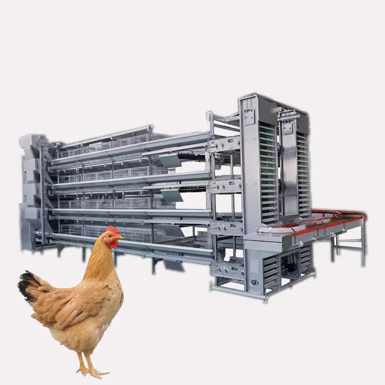 Cages à œufs de poulet avec alimentation automatique cages à œufs de poulet volaille système de cages à couches pour 120 oiseaux