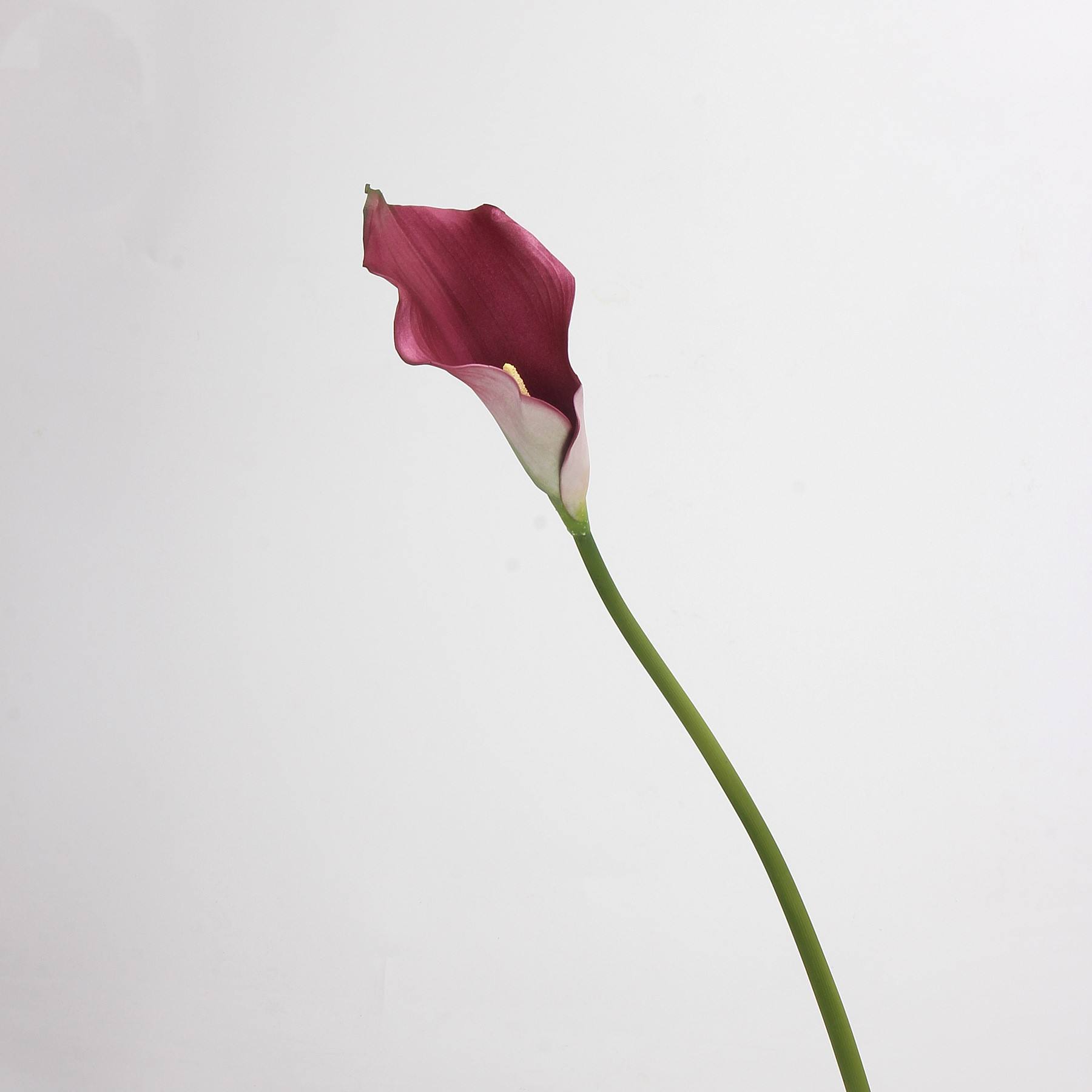 Violet - 63CM