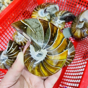 Fósil de Caracol Natural, piedra de conchas, espécimen de cristal fósil, venta al por mayor - Product Image 1