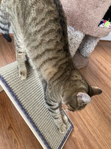 Rampe à gratter pour chat SmartyKat Sisal Angle Comprend Cataire-Gratte-chat naturel de taille unique - Product Image 3