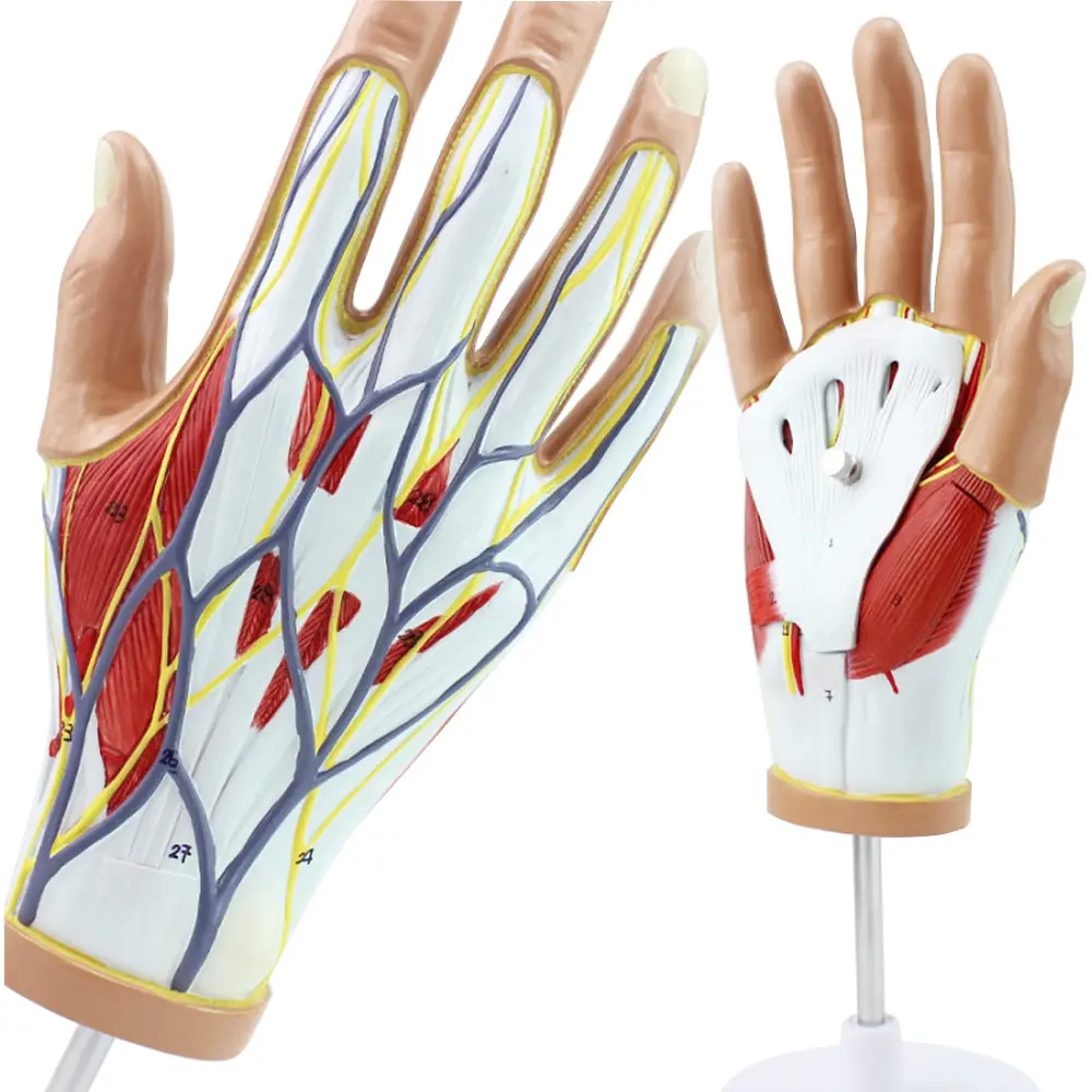 Modelo de mano humana desmontable para estudiante de medicina
