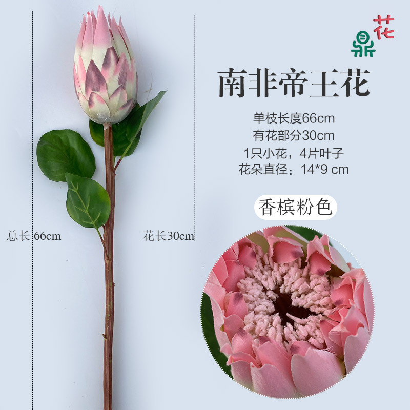 Protea King d'Afrique du Sud, Rose Champagne