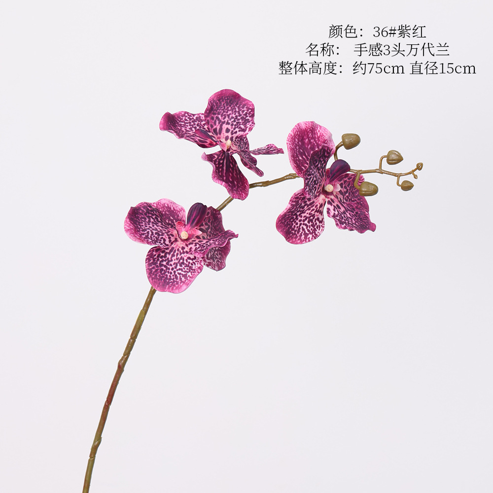 3-head vanda-rich purple-red hue