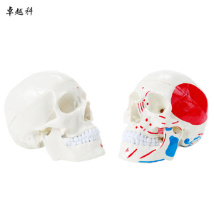 Life-Size <strong>3</strong>-Part <strong>Human</strong> Skeleton Model with Muscle Origin and Insertion Points Color-coded Skull Model for Medical Science
