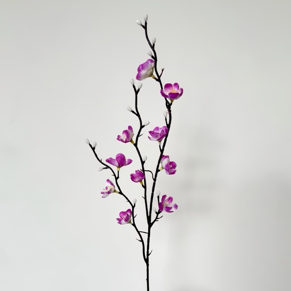 Mini wintersweet purple