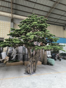 Özel el yapımı 100% bakmak için doğal ağaç çam iğne ağacı ev iç dekorasyon yapay çam Bonsai ağacı - Product Image 6