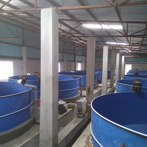 Küçük tilapia ve karides landbase sirkülasyonlu su ürünleri yetiştiriciliği sistemi - Product Image 4