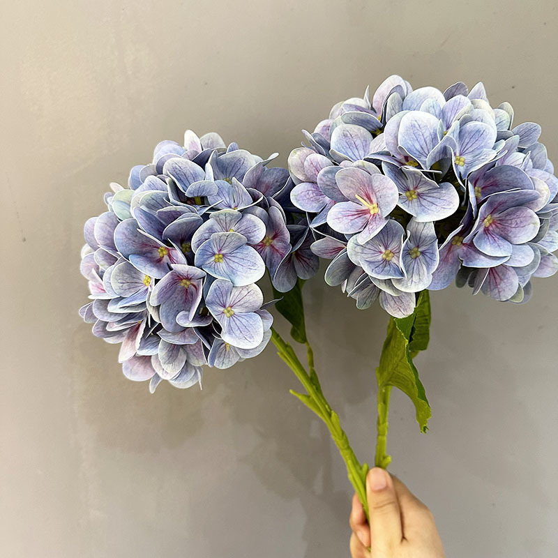 Pourpre